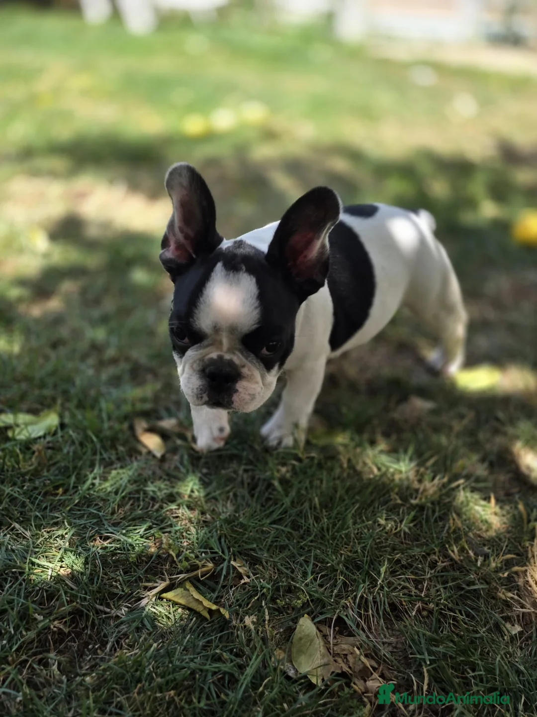 Bulldog Francés perros en venta: Bulldog frances - Anuncio 1
