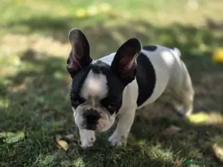 Bulldog Francés perros Bulldog frances - Anuncio 3