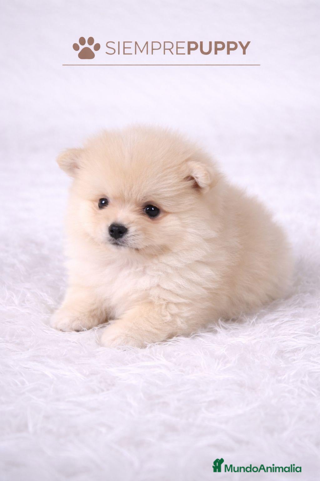 Pomerania perros POMERANIA TOY CREMA - Anuncio 2