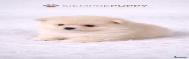 Pomerania Cachorro 2