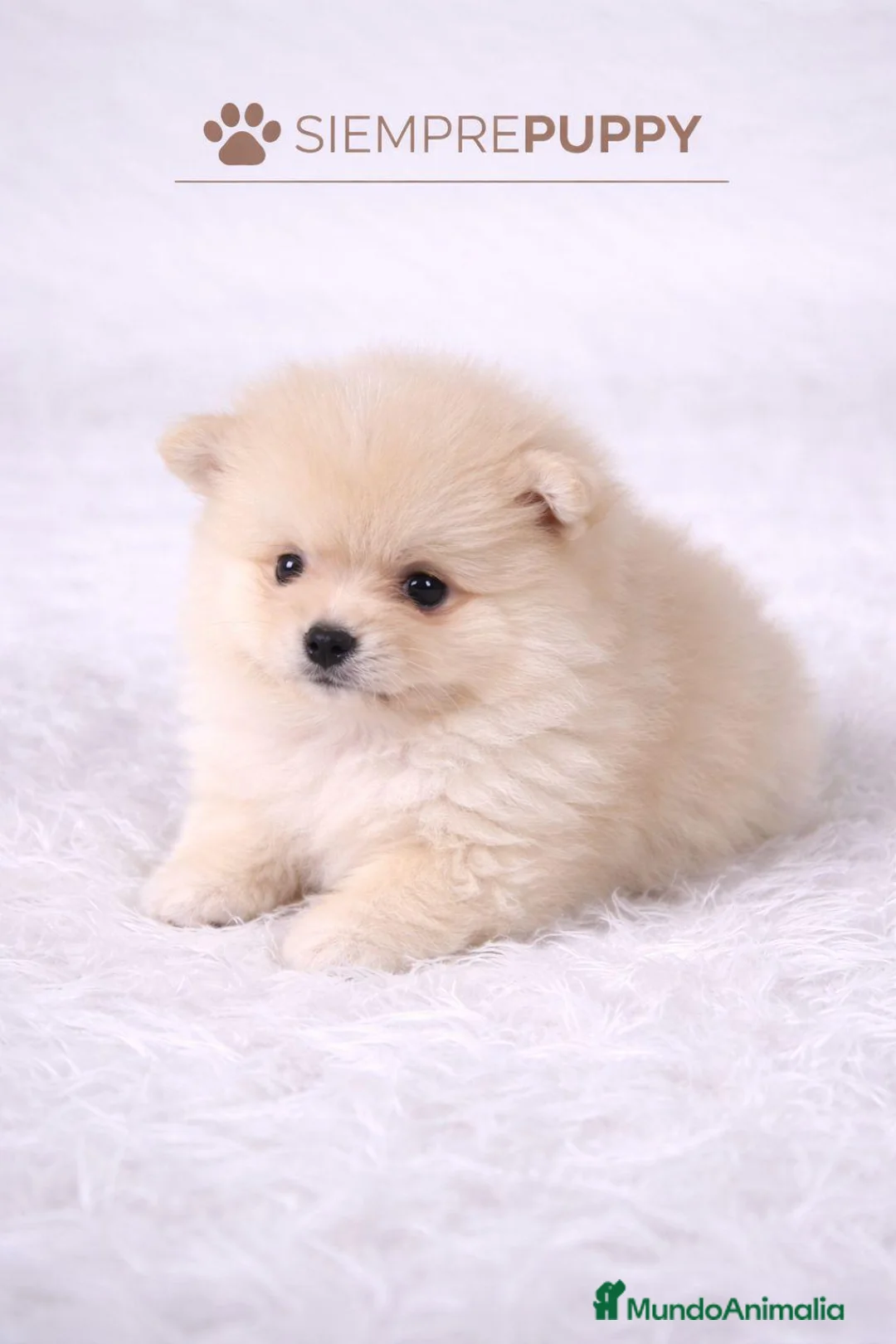 Pomerania perros en venta: POMERANIA TOY CREMA - Anuncio 1