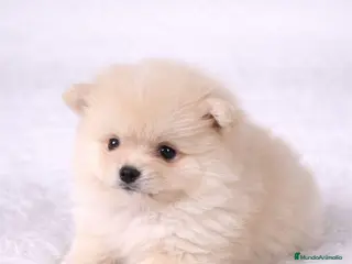 Pomerania perros POMERANIA TOY CREMA - Anuncio 2