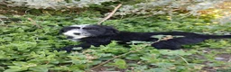 Perro de Agua Español perros en venta: 🐾 CACHORROS DE PERRO DE AGUA ESPAÑOL 🐾 - Anuncio 20