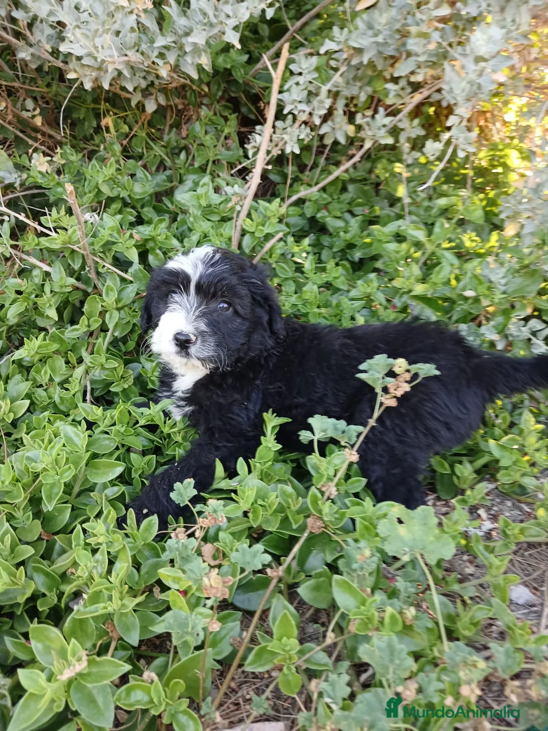 Perro de Agua Español perros en venta: 🐾 CACHORROS DE PERRO DE AGUA ESPAÑOL 🐾 - Anuncio 20