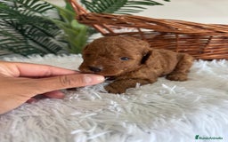 Caniche Toy perros en venta: CANICHE TOY ROJO MCHO, ENVIO A TODA ESPAÑA - Imagen 2