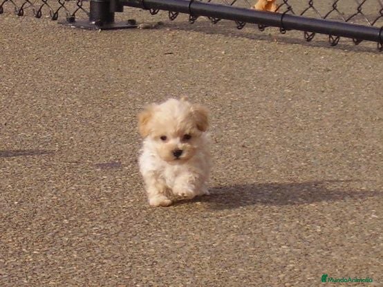 Maltipoo perros maltipo - Anuncio 1