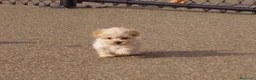 Maltipoo perros en venta: maltipo - Anuncio 1