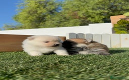Pomerania perros en venta: POMERANIAS HEMBRAS - Imagen 9