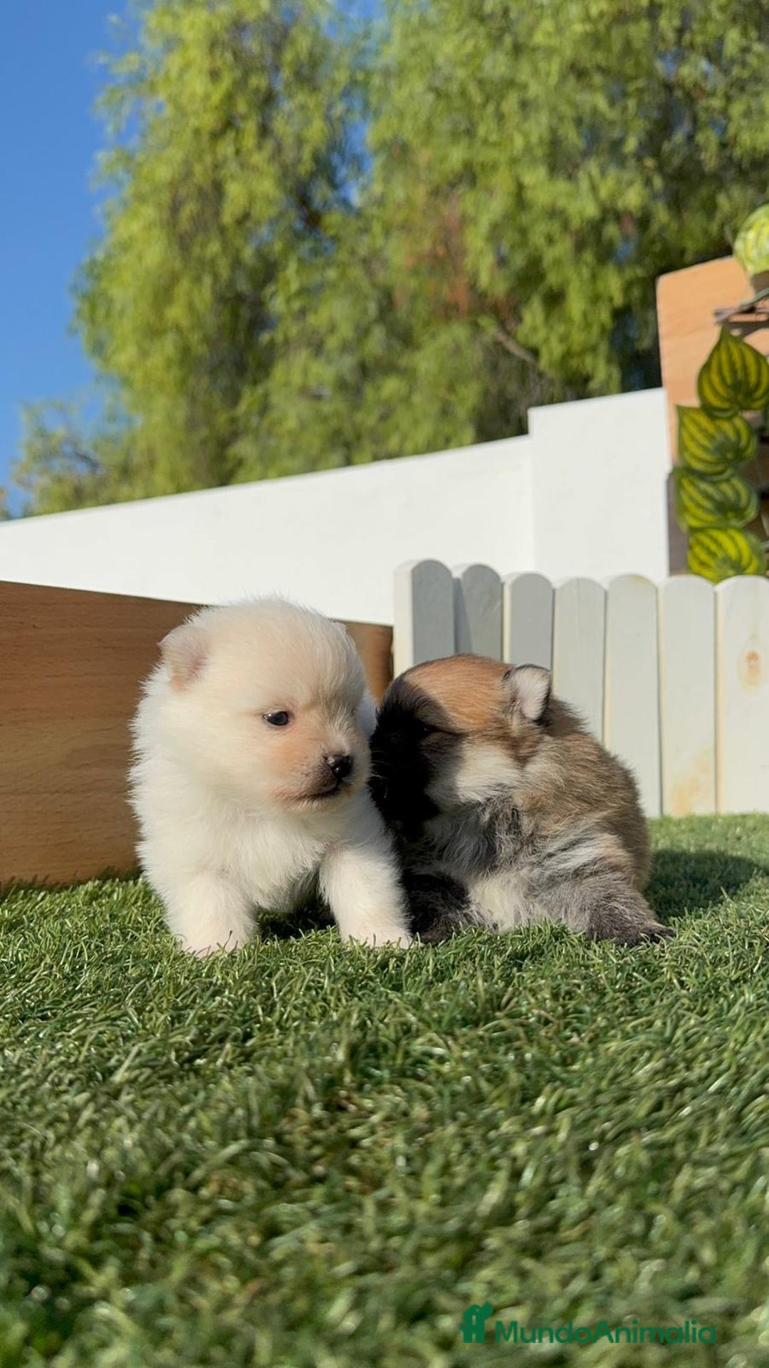 Pomerania perros en venta: POMERANIAS HEMBRAS - Imagen 9