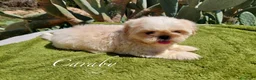 Shih Tzu perros en venta:  Shih-Tzu En Caraby Benidorm  en Alicante - Anuncio 11
