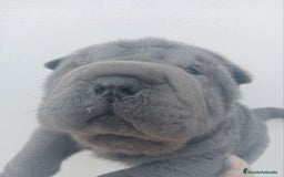 Shar Pei perros en venta: ‼️‼️Preciosa camada de minipeis - Imagen 1