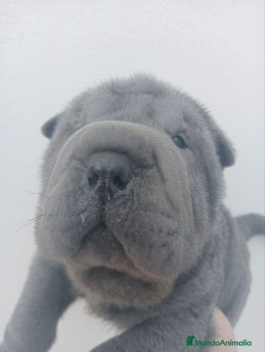 Shar Pei perros en venta: ‼️‼️Preciosa camada de minipeis - Imagen 1