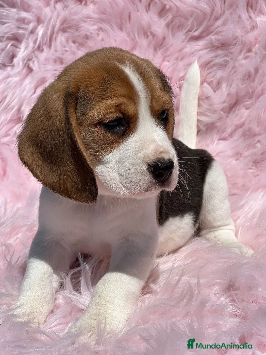 Beagle perros en venta: BEAGLE ISABELINO TRICOLOR HEMBRA en Barcelona - Anuncio 2