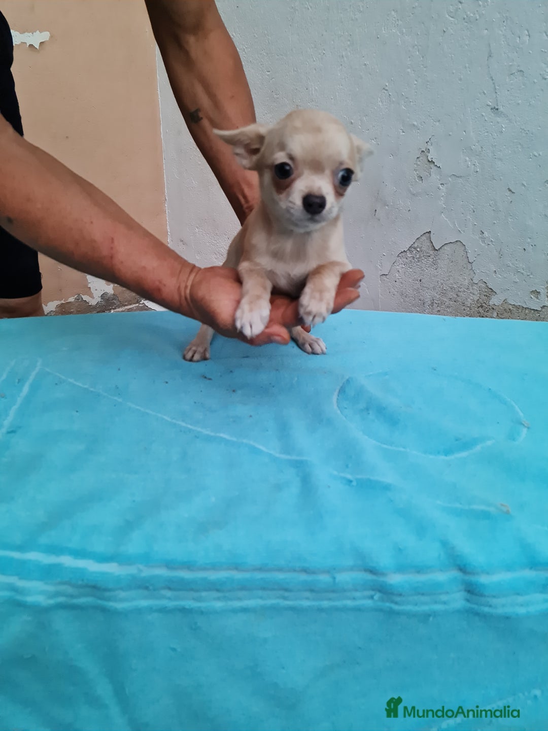 Chihuahua perros en venta: Chihuahuas toy - Imagen 4