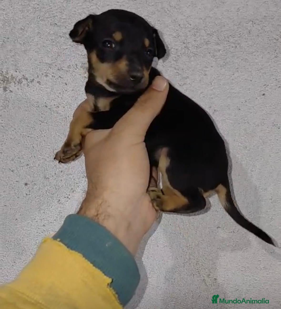 Pinscher Miniatura perros Pinscher miniatura negro fuego  - Anuncio 5