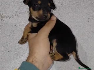 Pinscher Miniatura perros Pinscher miniatura negro fuego - Anuncio 26