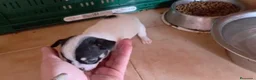 Chihuahua perros en venta: Hembra Chihuahua🐶🐾 - Anuncio 4