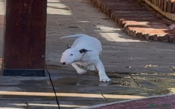 Bull Terrier Miniatura perros en venta: Bullterrier mini hembra excelentes líneas  - Anuncio 5