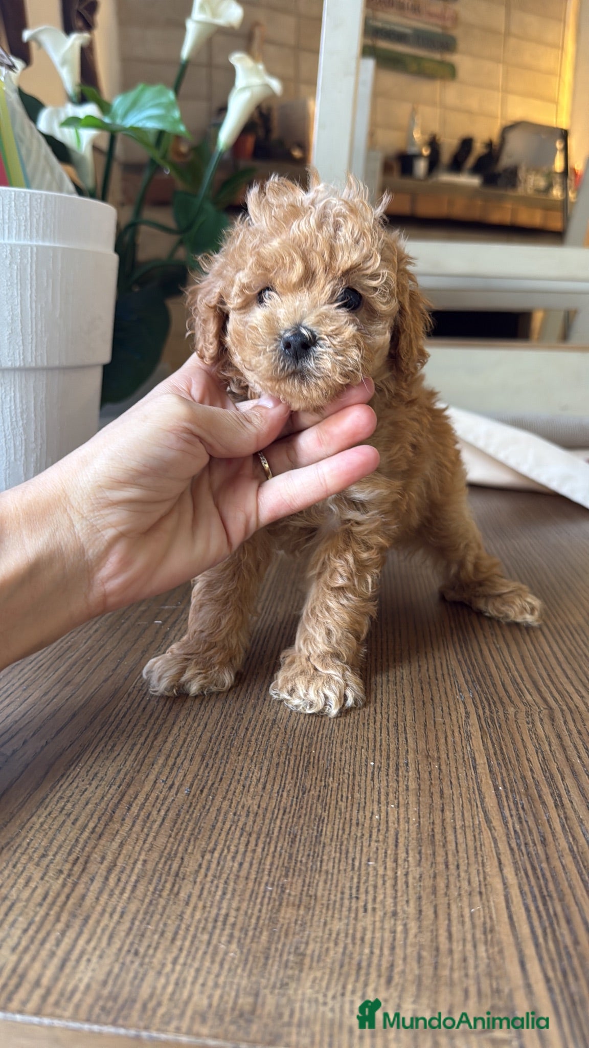 Caniche Toy perros Caniche Toy hembra  - Anuncio 3
