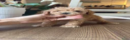Caniche Toy perros en venta: Caniche Toy hembra  - Anuncio 1