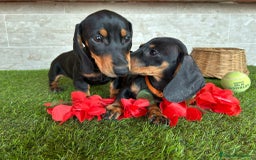 Teckel perros en venta: TECKEL negro fuego  - Imagen 8