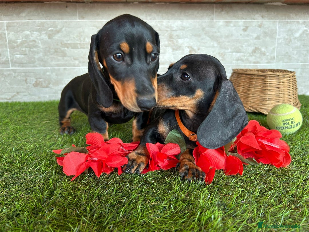 Teckel perros en venta: TECKEL negro fuego  - Imagen 8