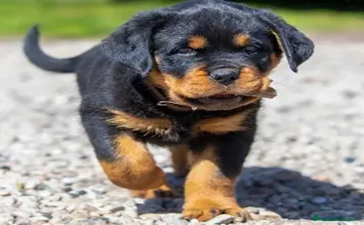 Rottweiler perros - Propaganda 1