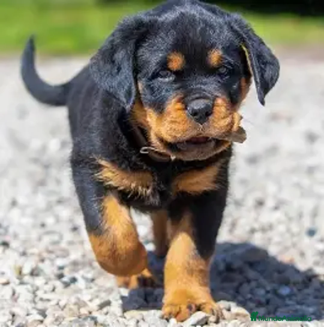 Rottweiler perros en venta: CACHORRO ROTTWAILLER ULTIMA HEMBRA - Imagen 1