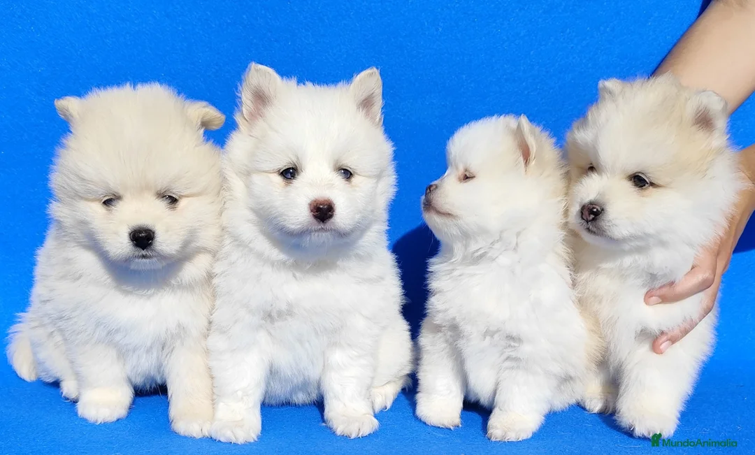 Pomsky perros en venta: Pomsky  - Anuncio 2