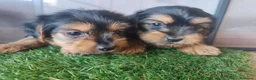 Yorkshire Terrier perros en venta: Cachorros Yorkshire terrier en Zaragoza - Anuncio 14