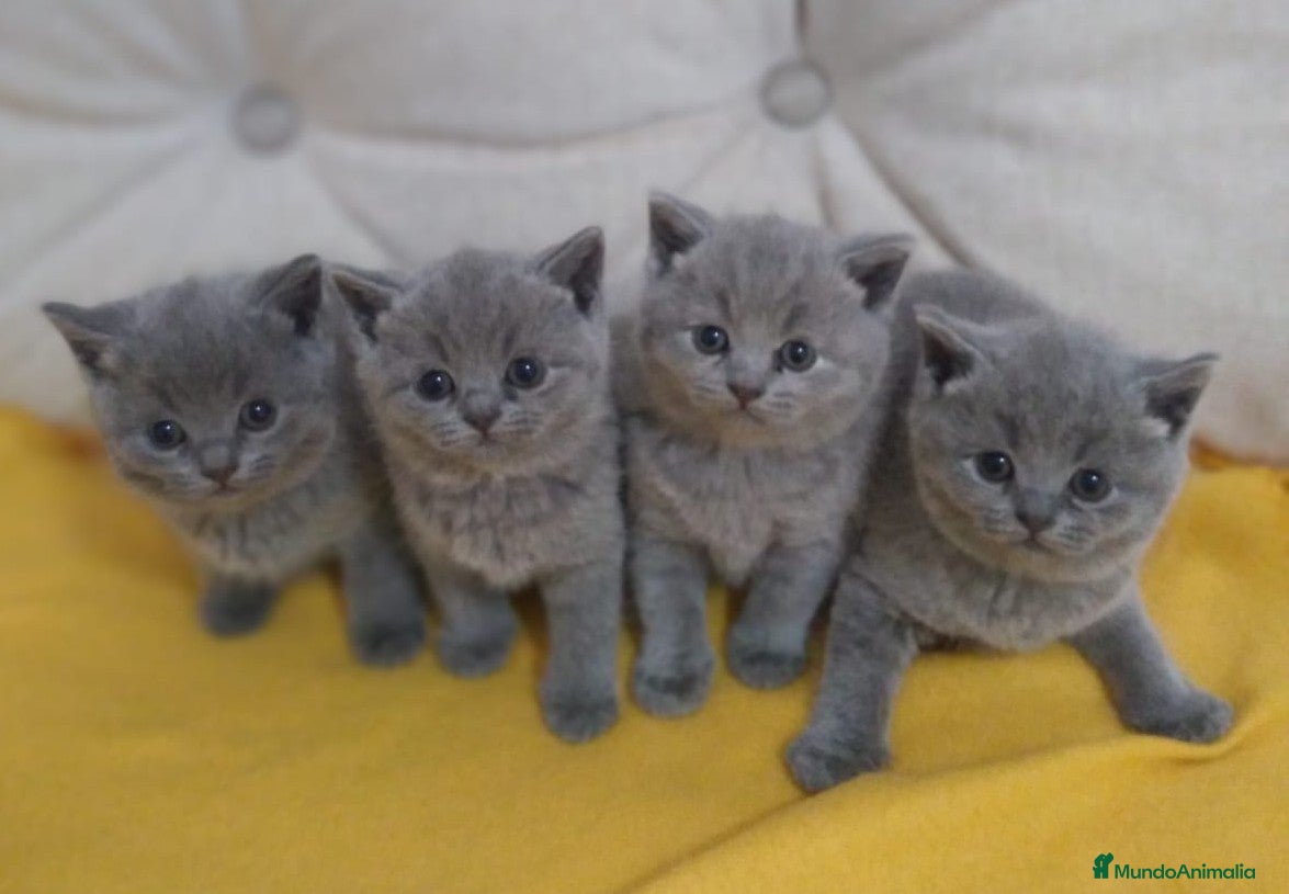 Británico de Pelo Corto gatos British Shorthair  - Anuncio 1