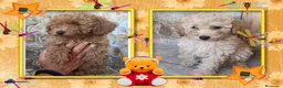 Caniche Toy perros en venta: Caniche toy, camada familiar - Anuncio 1