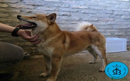Shiba Inu perros en venta: SHIBA INU ADULTO PEDEGREE(LOE) - Imagen 4