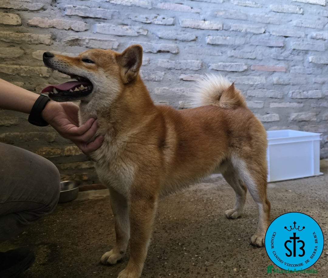 Shiba Inu perros en venta: SHIBA INU ADULTO PEDEGREE(LOE) - Imagen 4