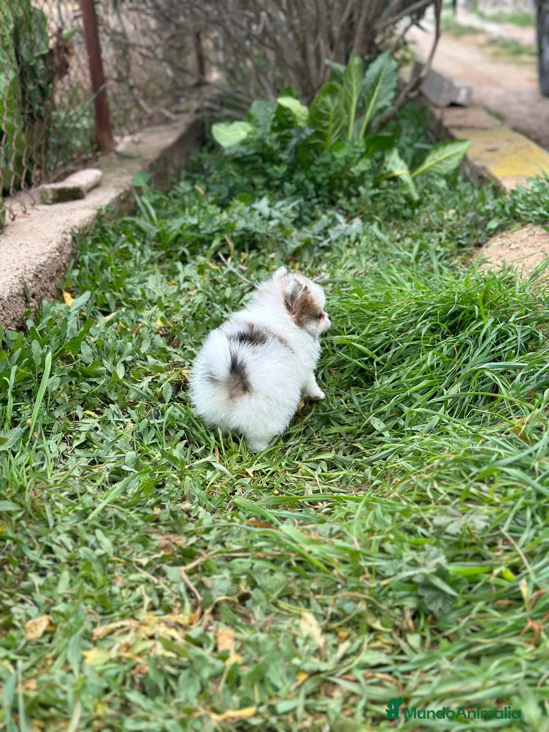 Pomerania perros en venta: LULU DE POMERANIA BICOLOR! en Barcelona - Anuncio 4