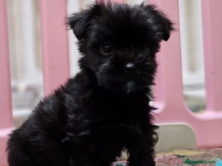 Raza Mixta perros - Anuncio 12