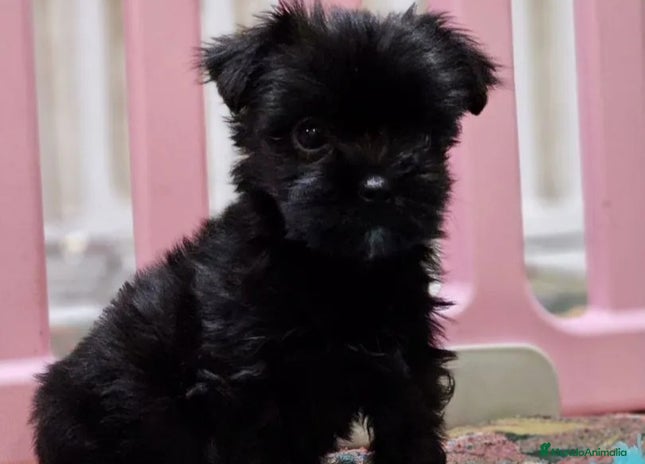 Raza Mixta perros - Anuncio 1