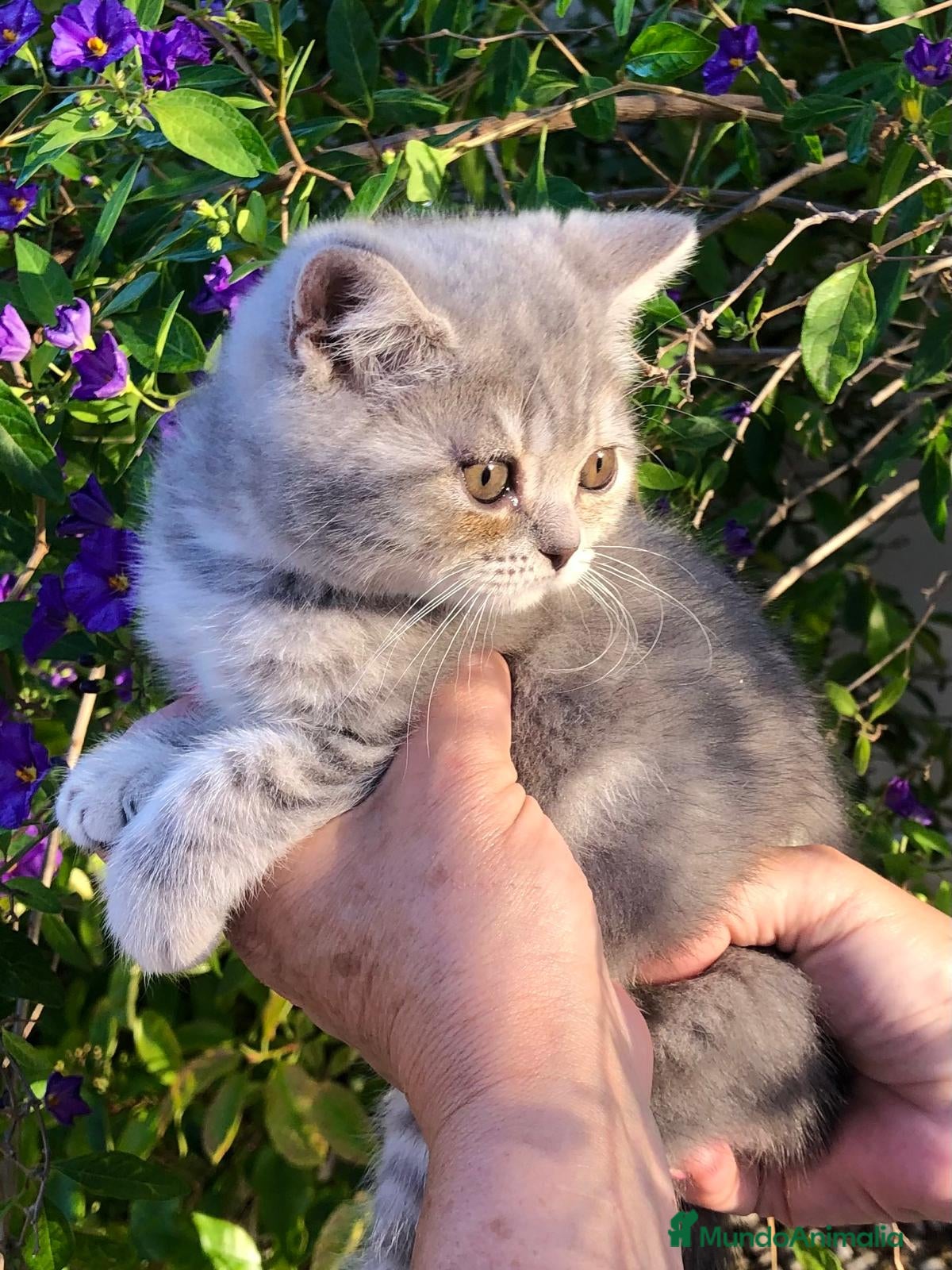 Británico de Pelo Corto gatos Gata british  - Anuncio 1