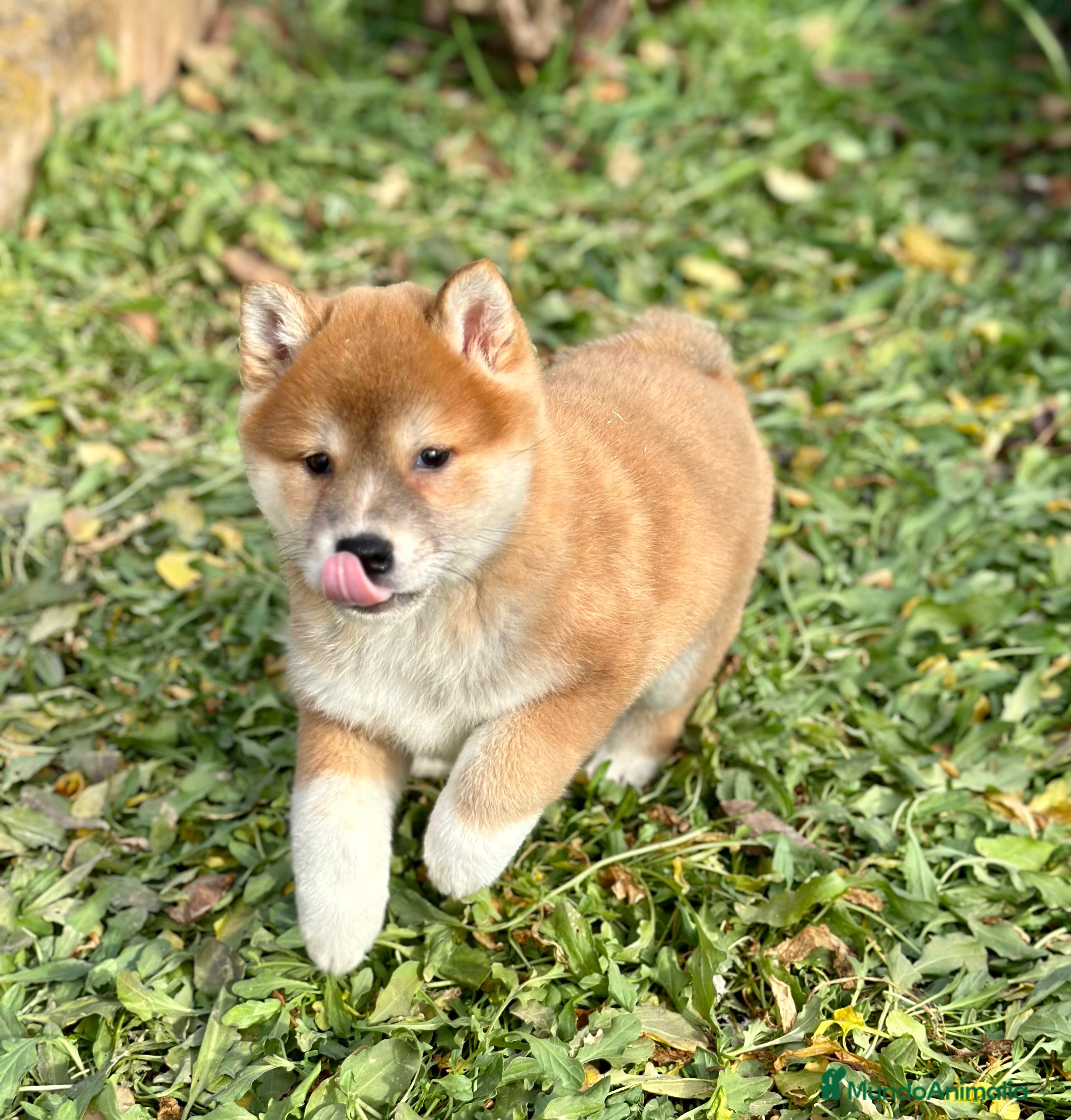 Shiba Inu perros ÚLTIMA SHIBA INU HEMBRA DISPONIBLE! en Barcelona - Anuncio 19