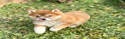 Shiba Inu perros en venta: ÚLTIMA SHIBA INU HEMBRA DISPONIBLE! en Barcelona - Anuncio 1