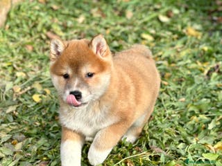 Shiba Inu perros ÚLTIMA SHIBA INU HEMBRA DISPONIBLE! en Barcelona - Anuncio 31