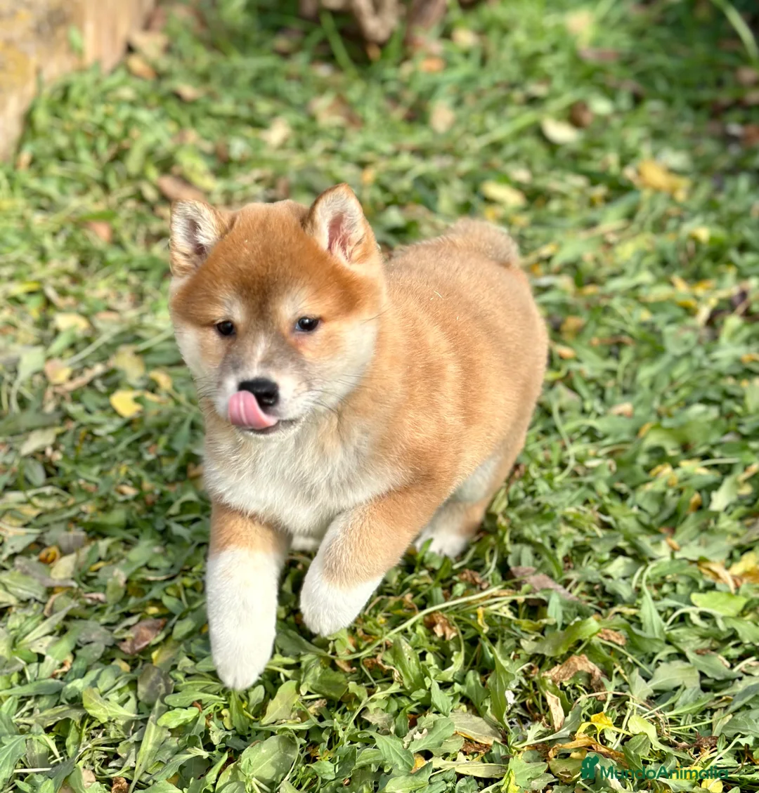 Shiba Inu perros en venta: ÚLTIMA SHIBA INU HEMBRA DISPONIBLE! en Barcelona - Anuncio 1