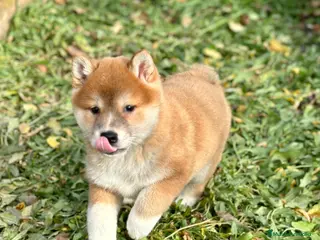 Shiba Inu perros ÚLTIMA SHIBA INU HEMBRA DISPONIBLE! en Barcelona - Anuncio 12