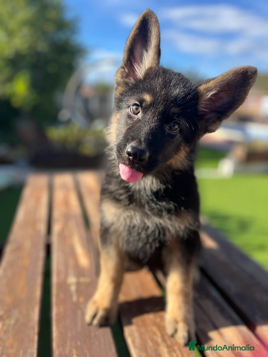 Pastor Alemán perros en venta: Ultimo cachorro disponible en Valencia - Anuncio 2