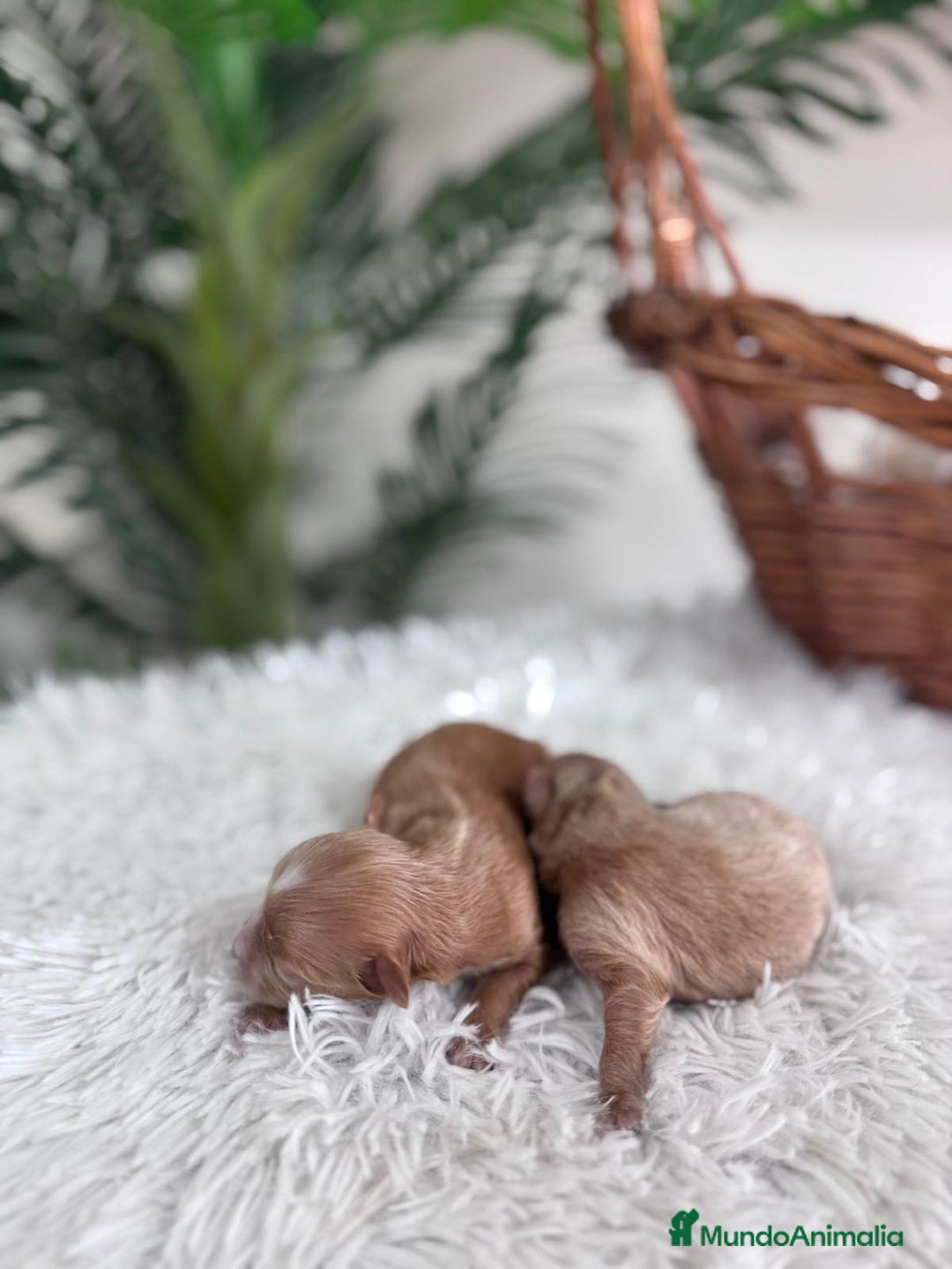 Maltipoo perros en venta: MALTIPOO MACHO - Imagen 5