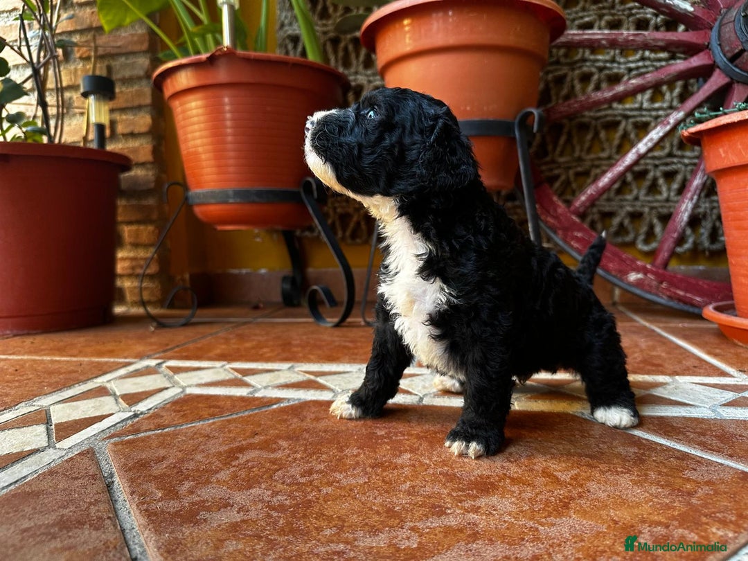 Perro de Agua Español perros en venta: Cahorro perro de agua Español en Granada  - Imagen 3