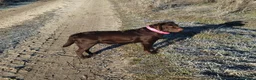 Labrador Retriever perros en venta: Labradores color chocolate - Anuncio 2