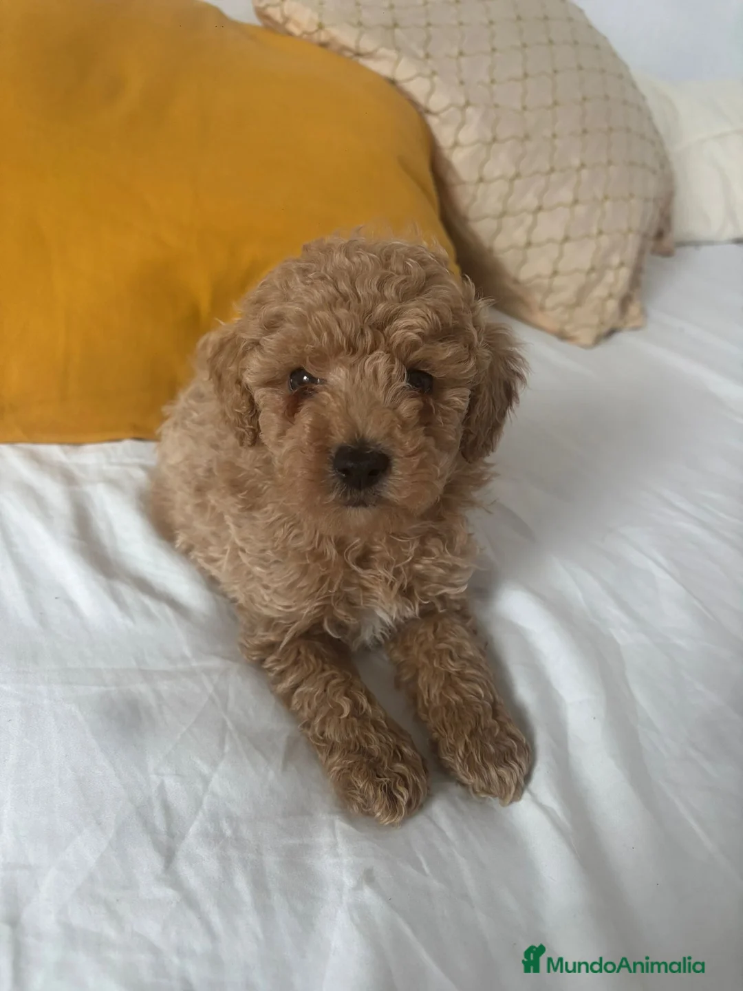 Caniche Toy perros en venta: Caniche toy  - Anuncio 5