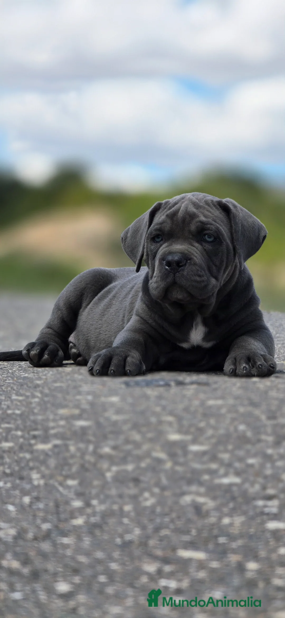 Cane Corso perros en venta: Cachorros de cane corso - Anuncio 1