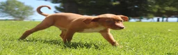 Podenco Andaluz perros en venta: Podencos andaluces  - Anuncio 8